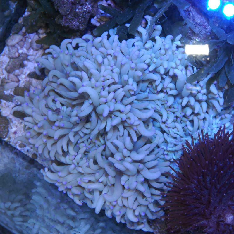 シライトイソギンチャク【セブ産】 | 海水魚図鑑（過去入荷）,サンゴ