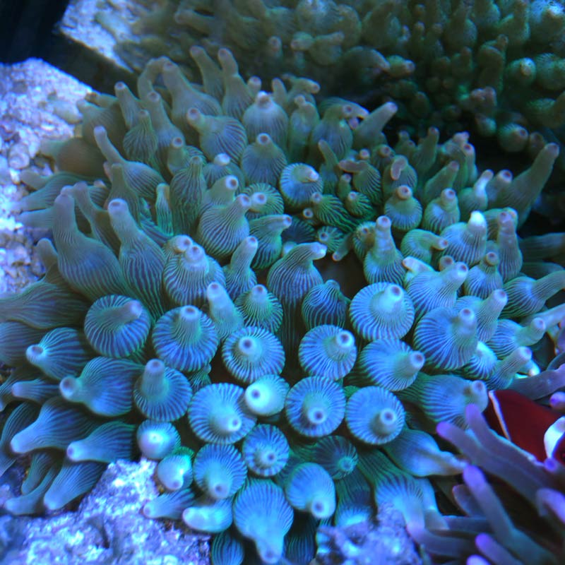 サンゴイソギンチャク グリーン【近海産】 | 海水魚図鑑（過去入荷