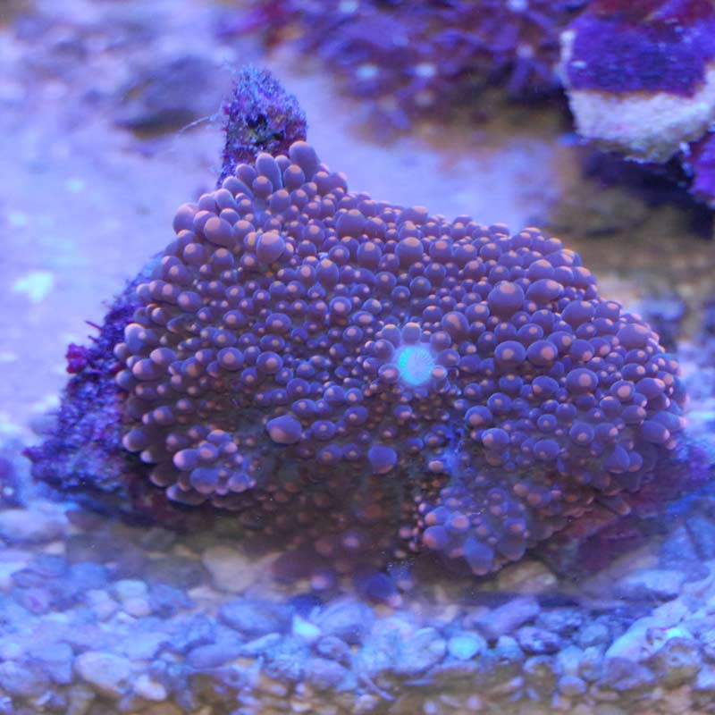 バブルディスクコーラル【1258】 | 海水魚図鑑（過去入荷）,サンゴ