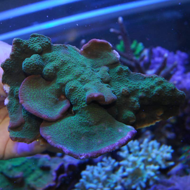 ウスコモンサン（ウネコモン？）ゴ メタグリーン01 | 海水魚図鑑（過去