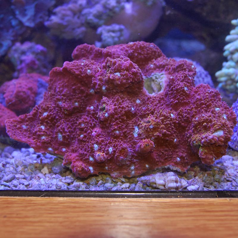 Echinophyllia sp|SPS ハードコーラル　アクアスタイルユー サンゴ 通販 販売 ASY サンゴ キッカサンゴ No.1 キッカサンゴ ゴールド SPS ハードコーラル