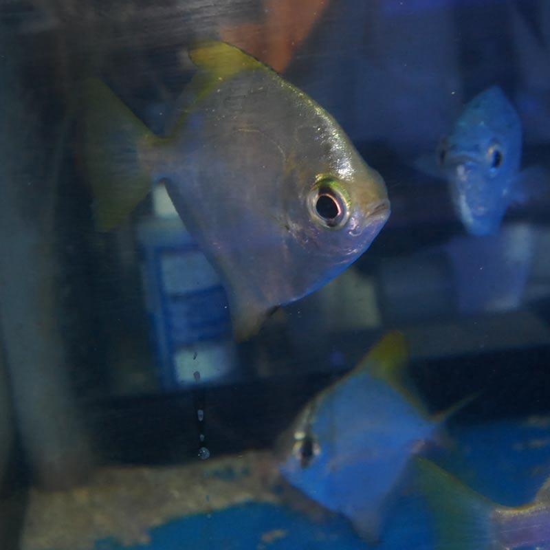 ヒメツバメウオ マニラ産 5匹セット 海水魚図鑑 過去入荷 海水魚 その他 やどかり屋