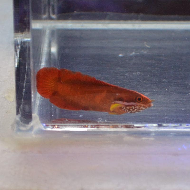 トゲタナバタウオ【セブ産】 | 海水魚図鑑（過去入荷）,海水魚