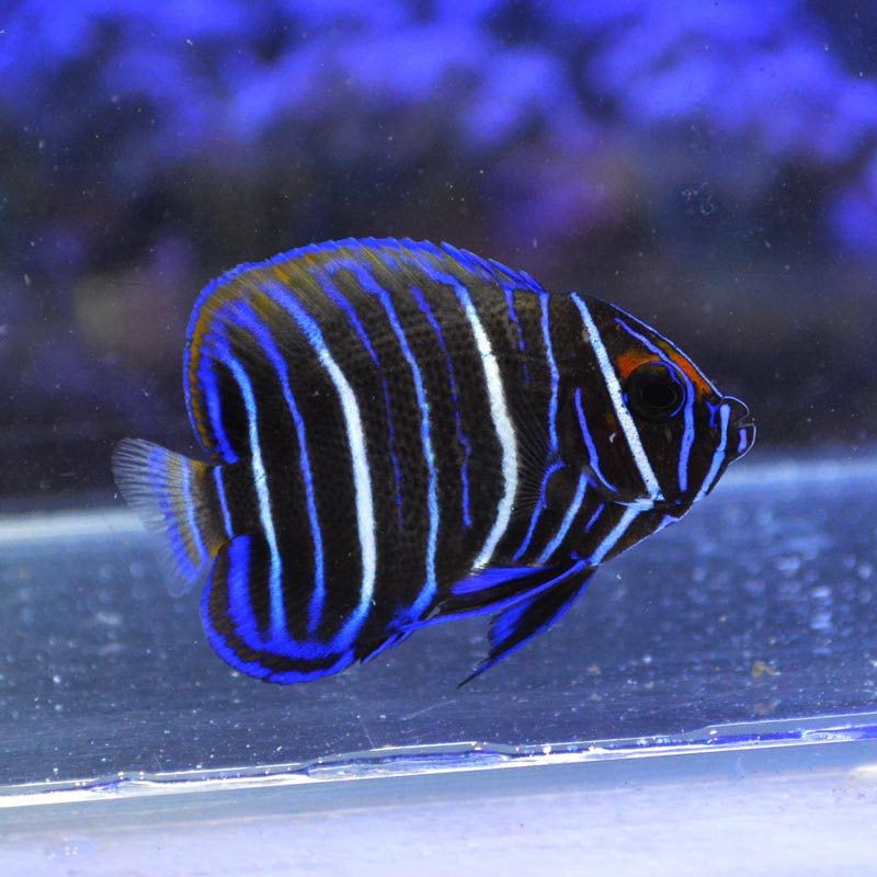 アデヤッコ 幼魚【インドネシ産】 | 海水魚図鑑（過去入荷）,海水魚