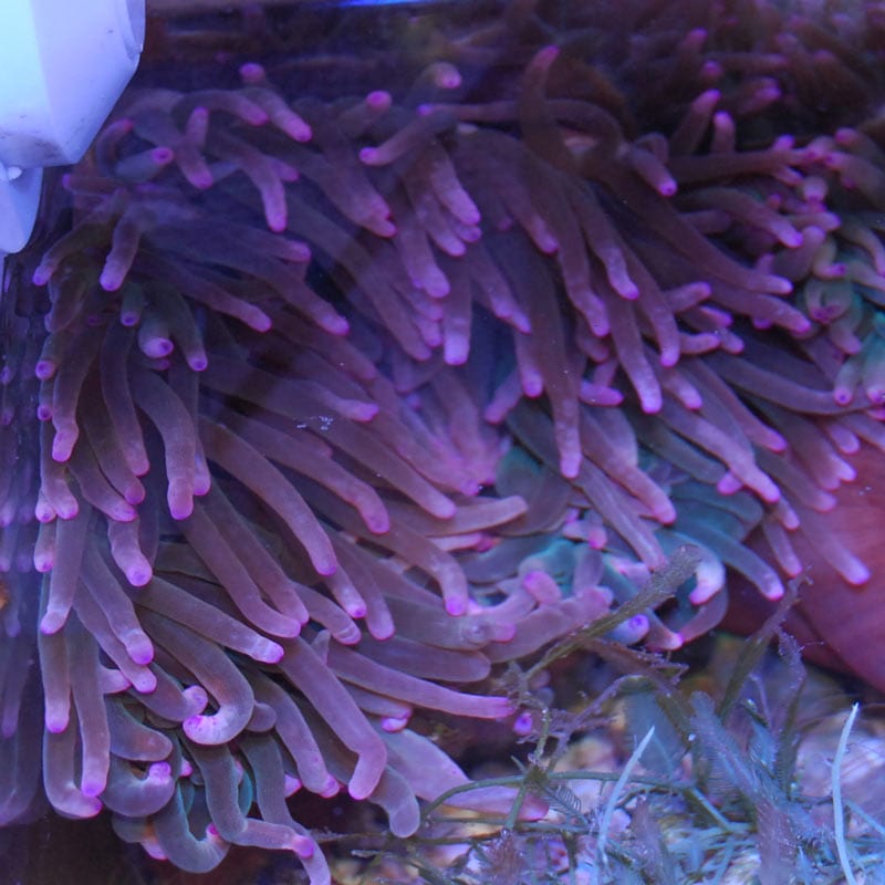 サンゴイソギンチャク グリーンピンクチップ【近海産】 | 海水魚図鑑