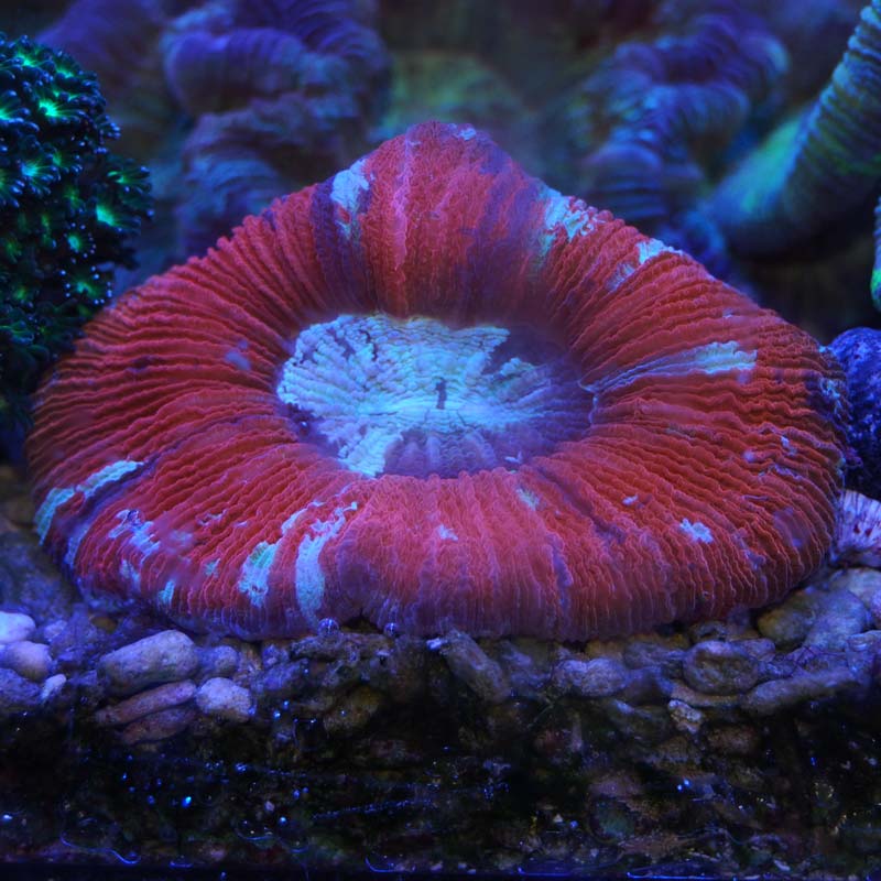 オオバナサンゴ【インドネシア産】 | 海水魚図鑑（過去入荷）,サンゴ