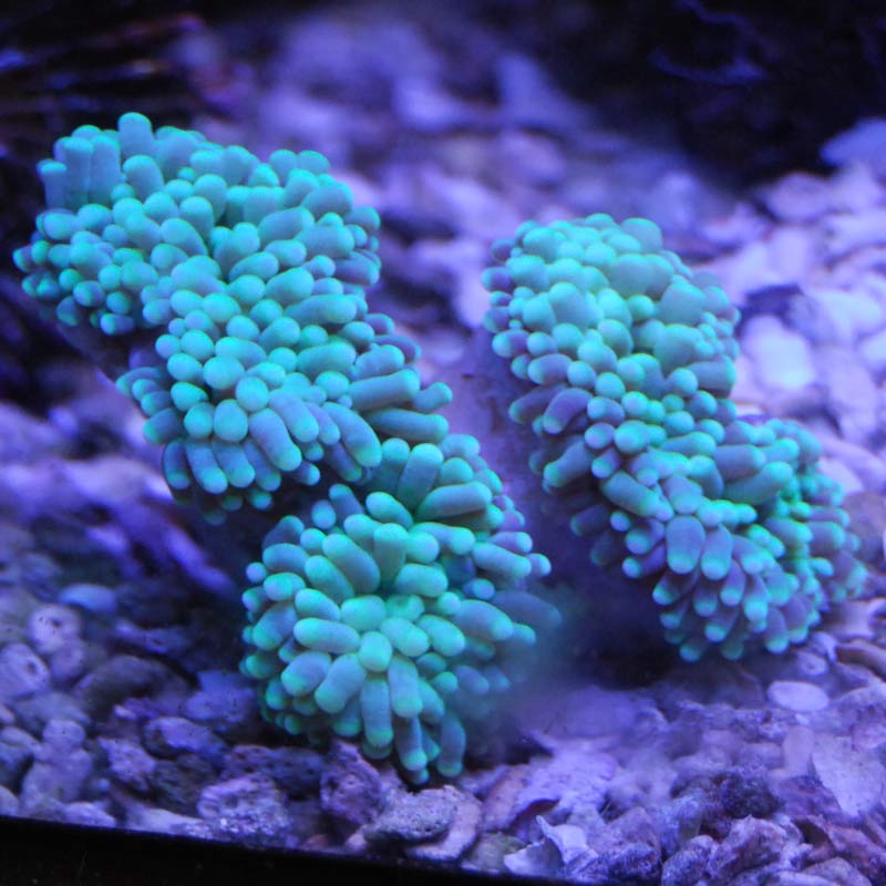 ハナサンゴグリーン