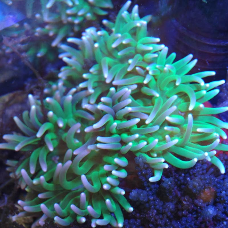 マバラシライトイソギンチャク | 海水魚図鑑（過去入荷）,サンゴ