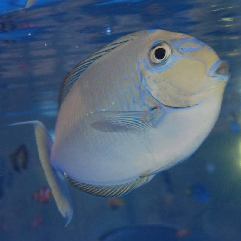 サザナミトサカハギ【沖縄産】 | 海水魚図鑑（過去入荷）,海水魚,ハギ