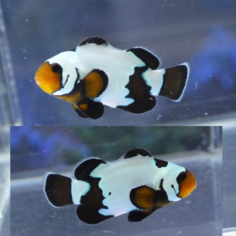 カクレクマノミ オセラリスブラックアイス ブリード 海水魚図鑑 過去入荷 海水魚 クマノミ やどかり屋