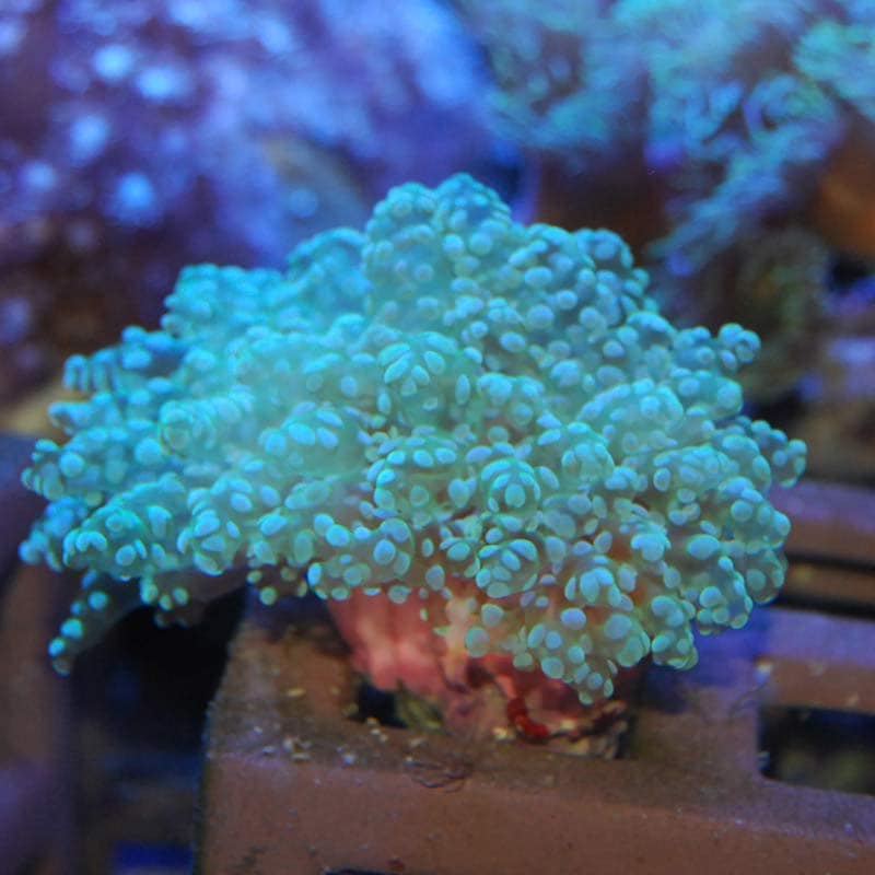 コエダナガレハナサンゴ 2112 海水魚図鑑 過去入荷 サンゴ イソギンチャク ハードコーラル やどかり屋