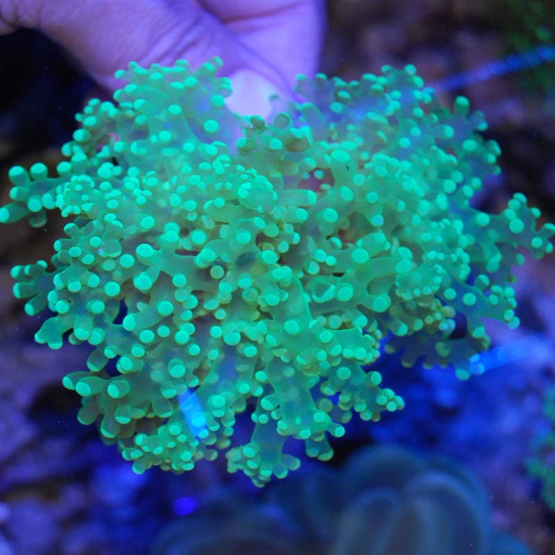 コエダナガレハナサンゴ クリヤｰグリーン 海水魚図鑑 過去入荷 サンゴ イソギンチャク ハードコーラル やどかり屋