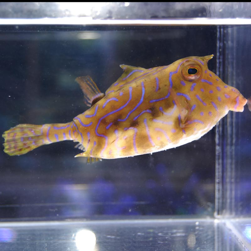 シマウミスズメ 近海産 海水魚図鑑 過去入荷 海水魚 フグ ハコフグ やどかり屋