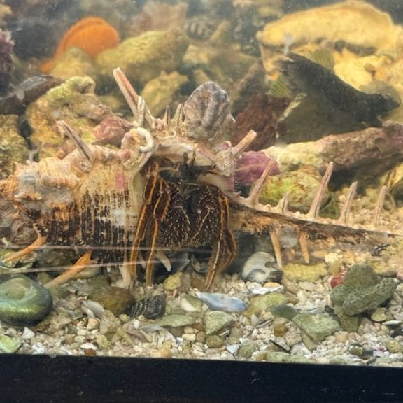 ホシダカラガイ【沖縄産】 | 海水魚図鑑（過去入荷）,海水魚,貝