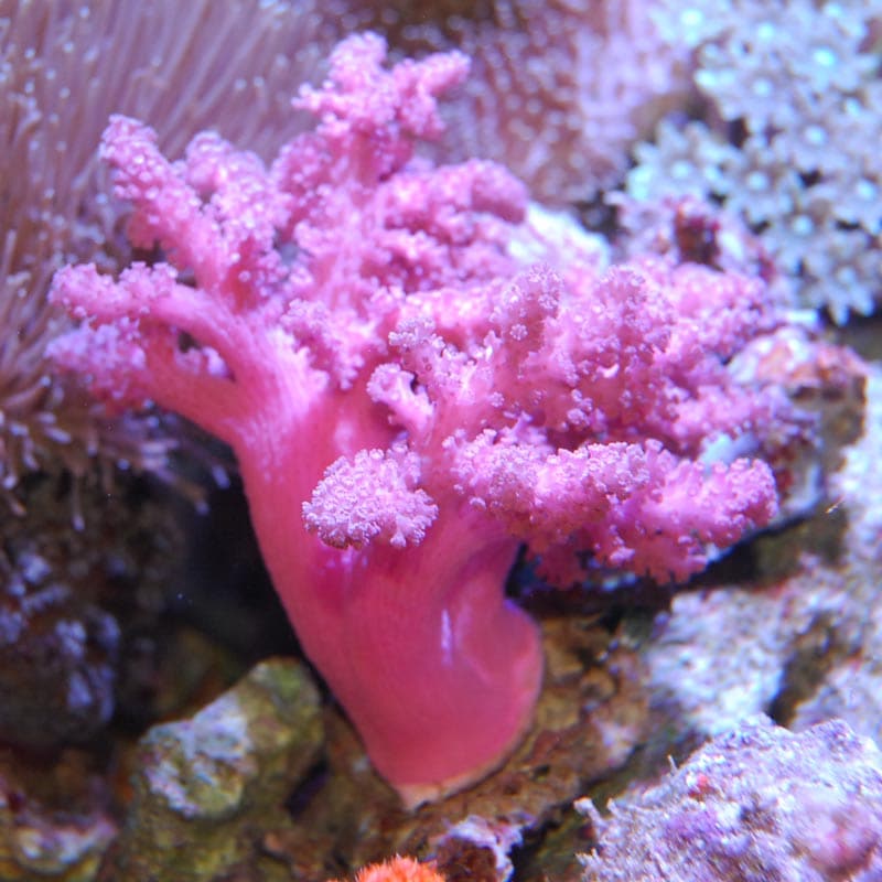 コルトコーラル ピンク【インドネシア産】 | 海水魚図鑑（過去入荷