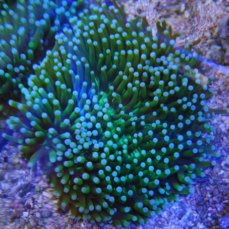 パラオクサビライシ