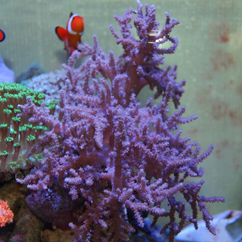 サンゾアンシッド+トサカ2個体送料込み トサカ sp.【インドネシア産ブリード】 | 海水魚図鑑（過去入荷