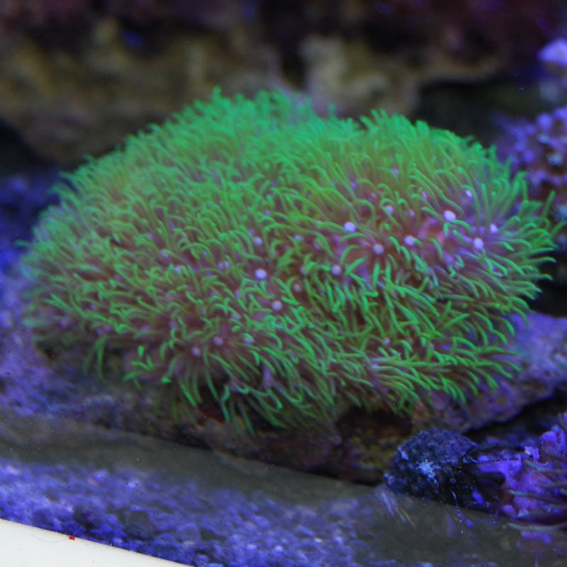 スターポリプ 012 海水魚図鑑 過去入荷 サンゴ イソギンチャク ソフトコーラル やどかり屋