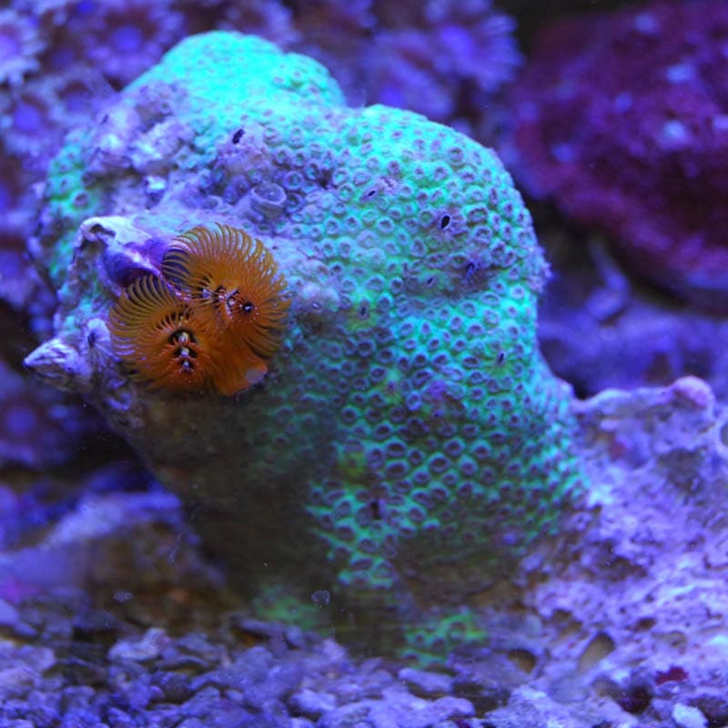 半魚人さん専用　　SP301 Amazon | エクスプラス 半魚人の逆襲 1/8スケール 未塗装 未組立