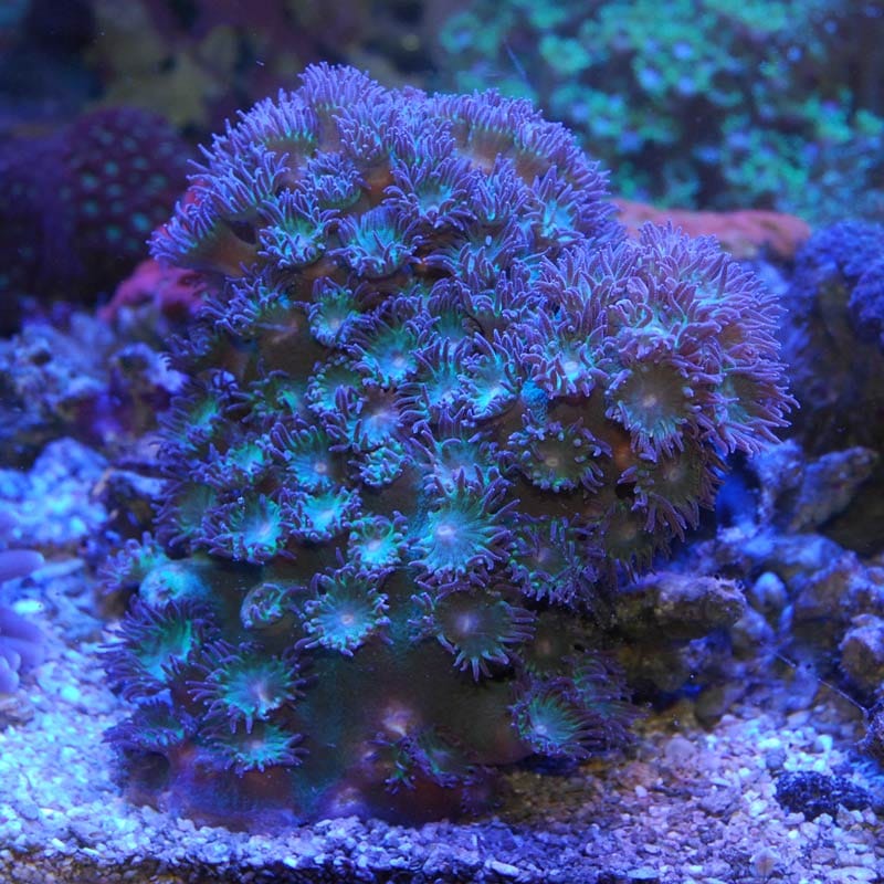 珊瑚礁オオスリバチサンゴ オオスリバチサンゴ | 吉野熊野ネイチャー図鑑 | 宇久井ビジターセンター