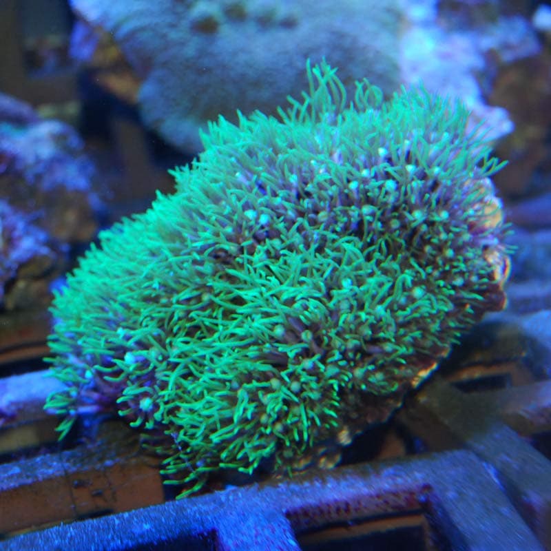 海水魚 ニモ イソギンチャク スターポリプ