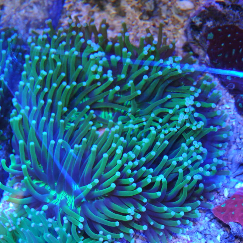 パラオクサビライシ