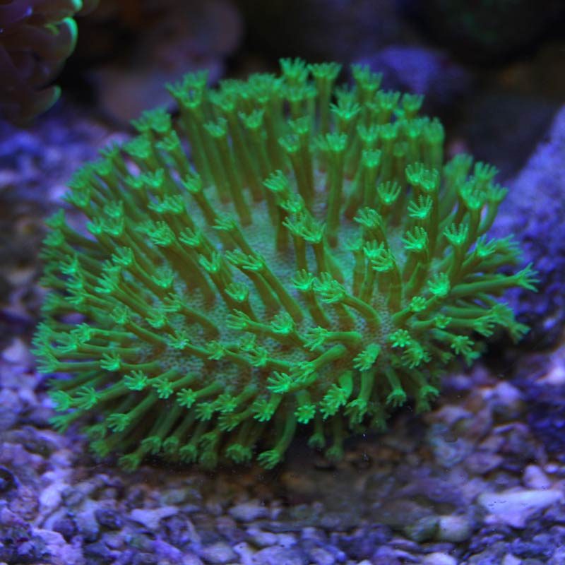 ウミキノコ フルメタグリーン | 海水魚図鑑（過去入荷）,サンゴ 