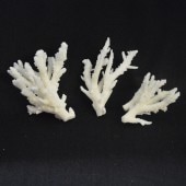 天然飾りサンゴ　10.5-15ｃｍ　３個セット（B級）