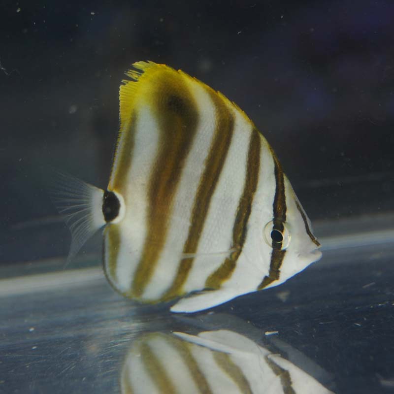 海水魚ツキチョウチョウウオ 約13センチ