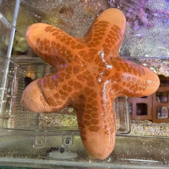 イソバナ【11066】 | 海水魚図鑑（過去入荷）,サンゴ・イソギンチャク