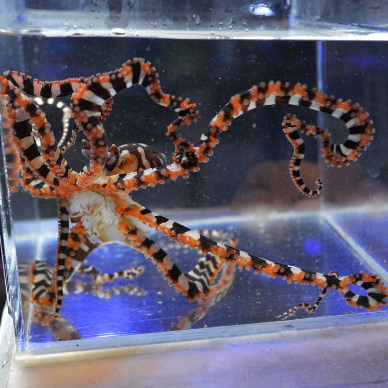 ワンダーパスオクトパス | 海水魚図鑑（過去入荷）,海水魚,タコ・イカ