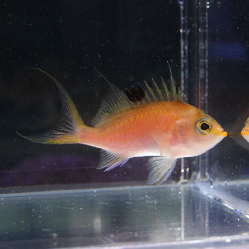 サクラダイ【近海産】 | 海水魚図鑑（過去入荷）,海水魚,バスレット