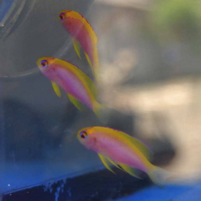 ニラミハナダイ（ベントラリス）【マニラ産】3匹セット | 海水魚図鑑