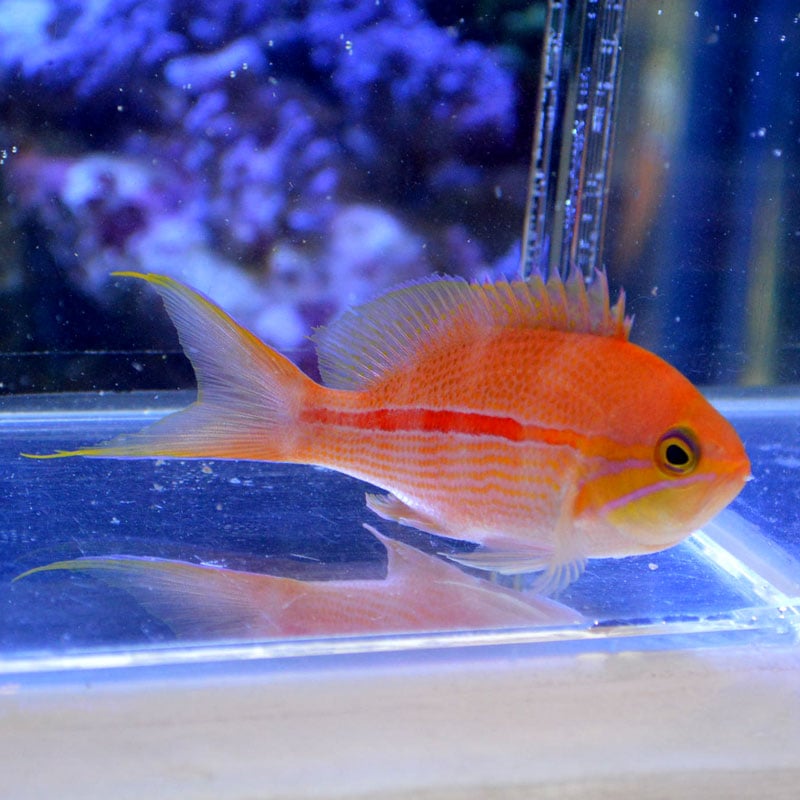 ニラミハナダイ（ベントラリス）【マニラ産】3匹セット | 海水魚図鑑