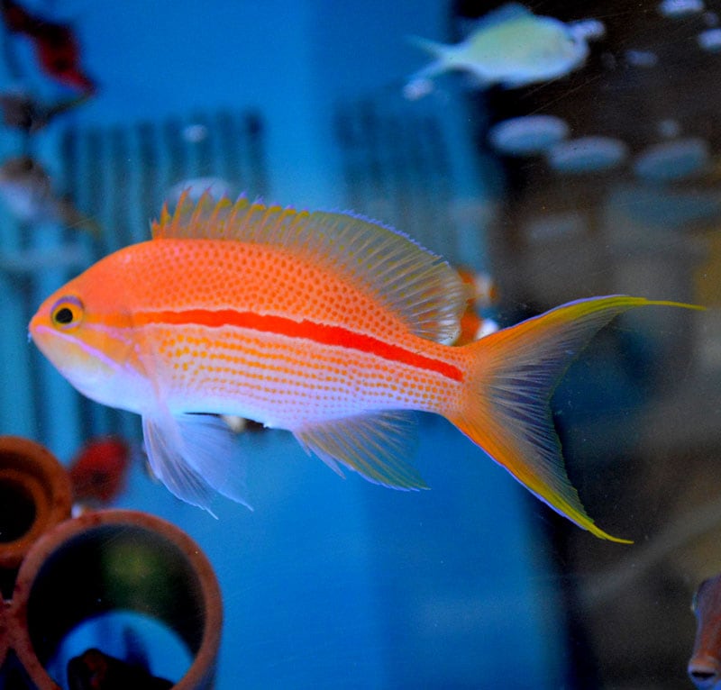 ニラミハナダイ（ベントラリス）【マニラ産】3匹セット | 海水魚図鑑