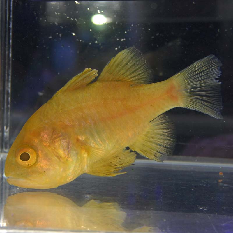 クロイシモチ 近海産 海水魚図鑑 過去入荷 海水魚 テンジクダイ やどかり屋