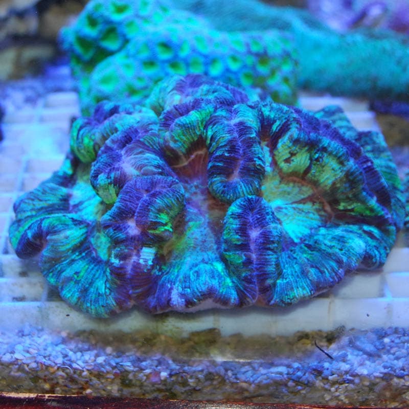 ブレインコーラル 1053 海水魚図鑑 過去入荷 サンゴ イソギンチャク ハードコーラル やどかり屋