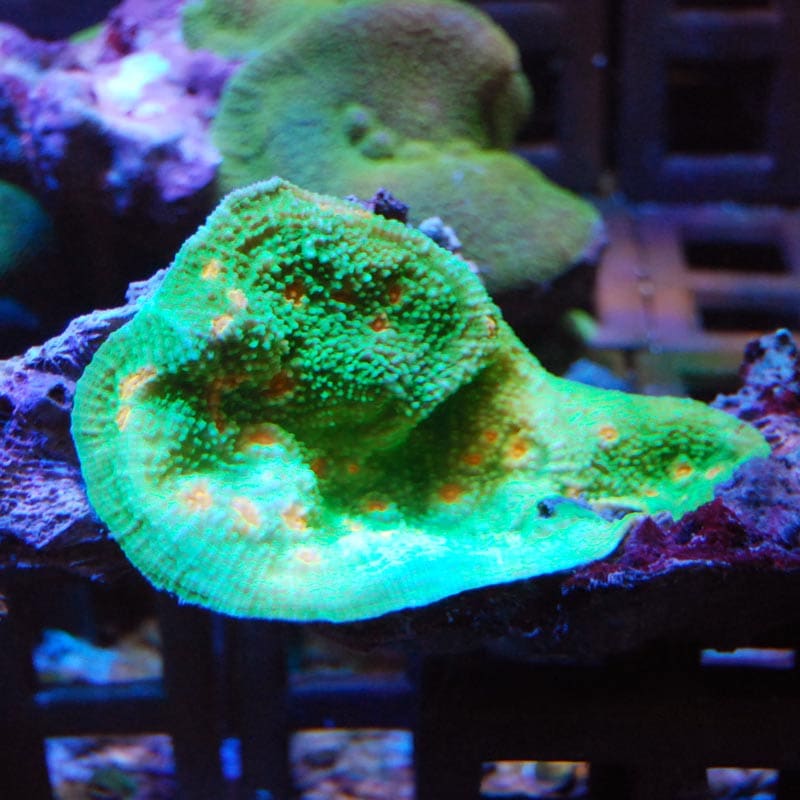 Echinophyllia sp|SPS ハードコーラル　アクアスタイルユー サンゴ 通販 販売 ASY サンゴ キッカサンゴ No.1 キッカサンゴ ゴールド SPS ハードコーラル