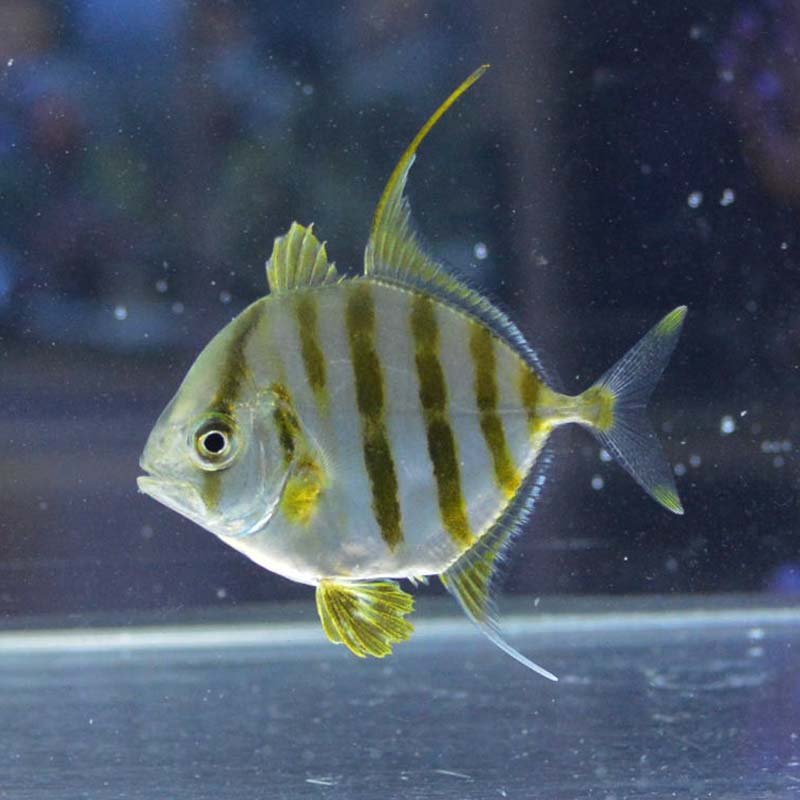 マルヒラアジ【近海産ハンドコート】 | 海水魚図鑑（過去入荷）,海水魚