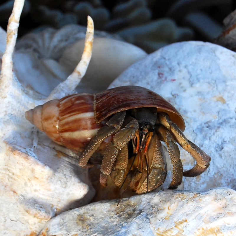 オカヤドカリ8 7cm 沖縄産 海水魚図鑑 過去入荷 オカヤドカリ やどかり屋
