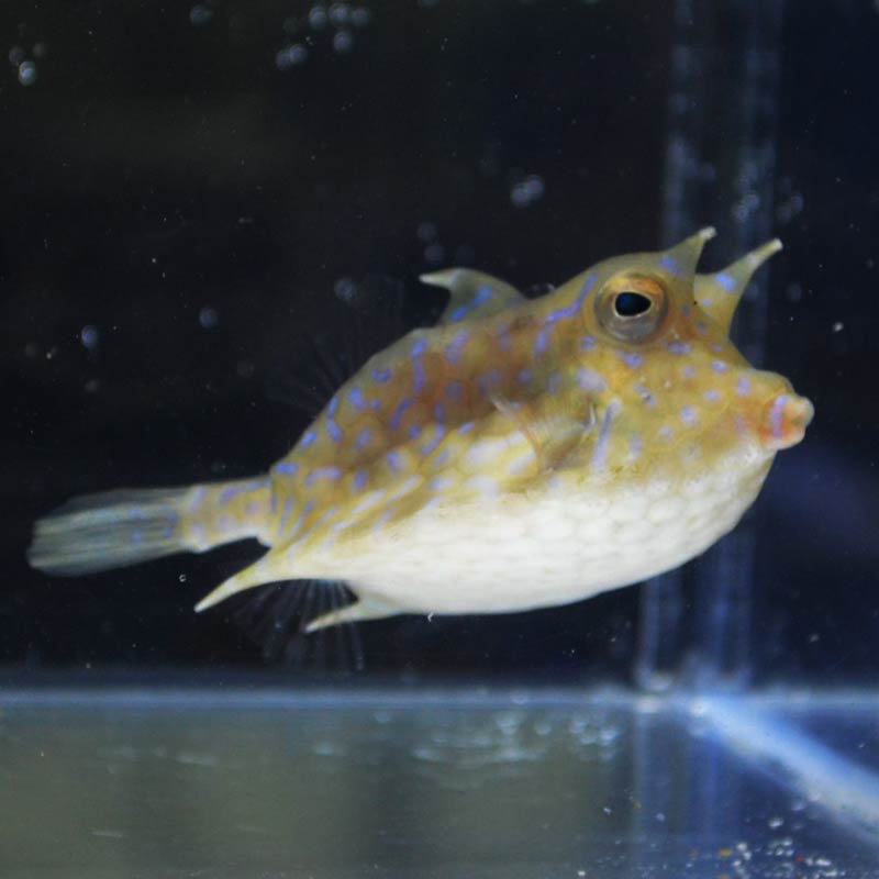 シマウミスズメ 近海産 海水魚図鑑 過去入荷 海水魚 フグ ハコフグ やどかり屋