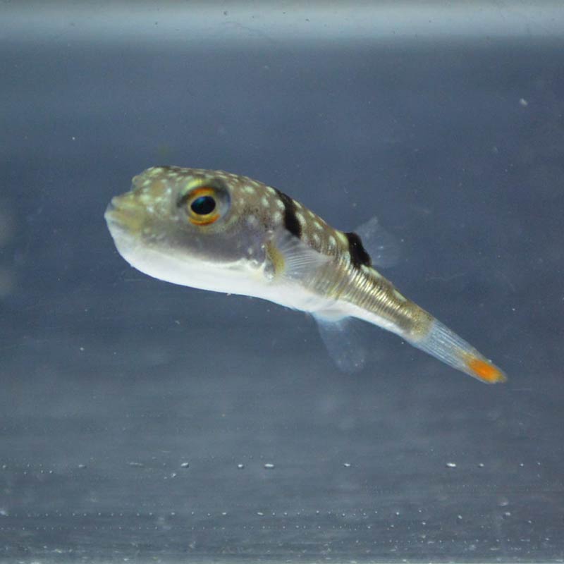 クサフグ 【沖縄産ハンドコート】 | 海水魚図鑑（過去入荷）,海水魚