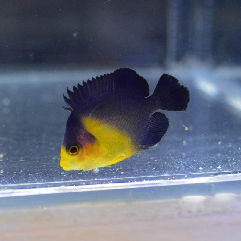 スミレヤッコ ベビー【沖縄産ハンドコート】 | 海水魚図鑑（過去入荷  