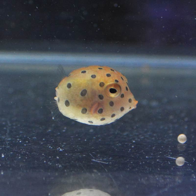 ミナミハコフグ 沖縄産ハンドコート 海水魚図鑑 過去入荷 海水魚 フグ ハコフグ やどかり屋 ミナミハコフグ 沖縄産ハンドコート 海水魚図鑑 過去入荷 海水魚 フグ ハコフグ やどかり屋