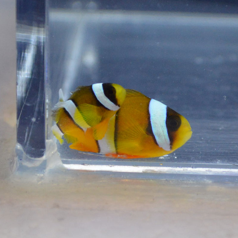 クマノミ チビペア【沖縄産ハンドコート】 | 海水魚図鑑（過去