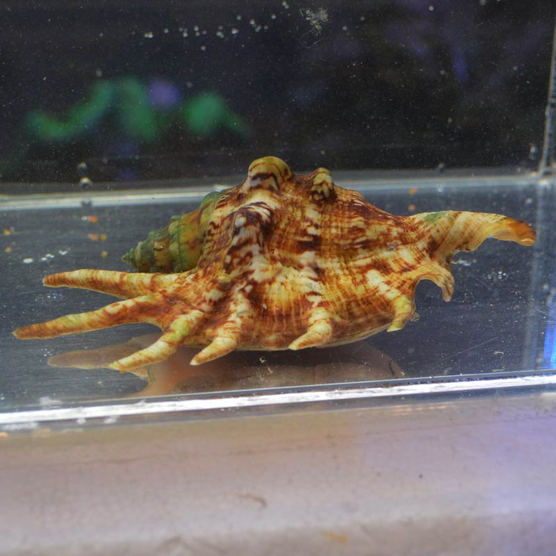 クモガイ【沖縄産】 | 海水魚図鑑（過去入荷）,海水魚,貝・ウミウシ