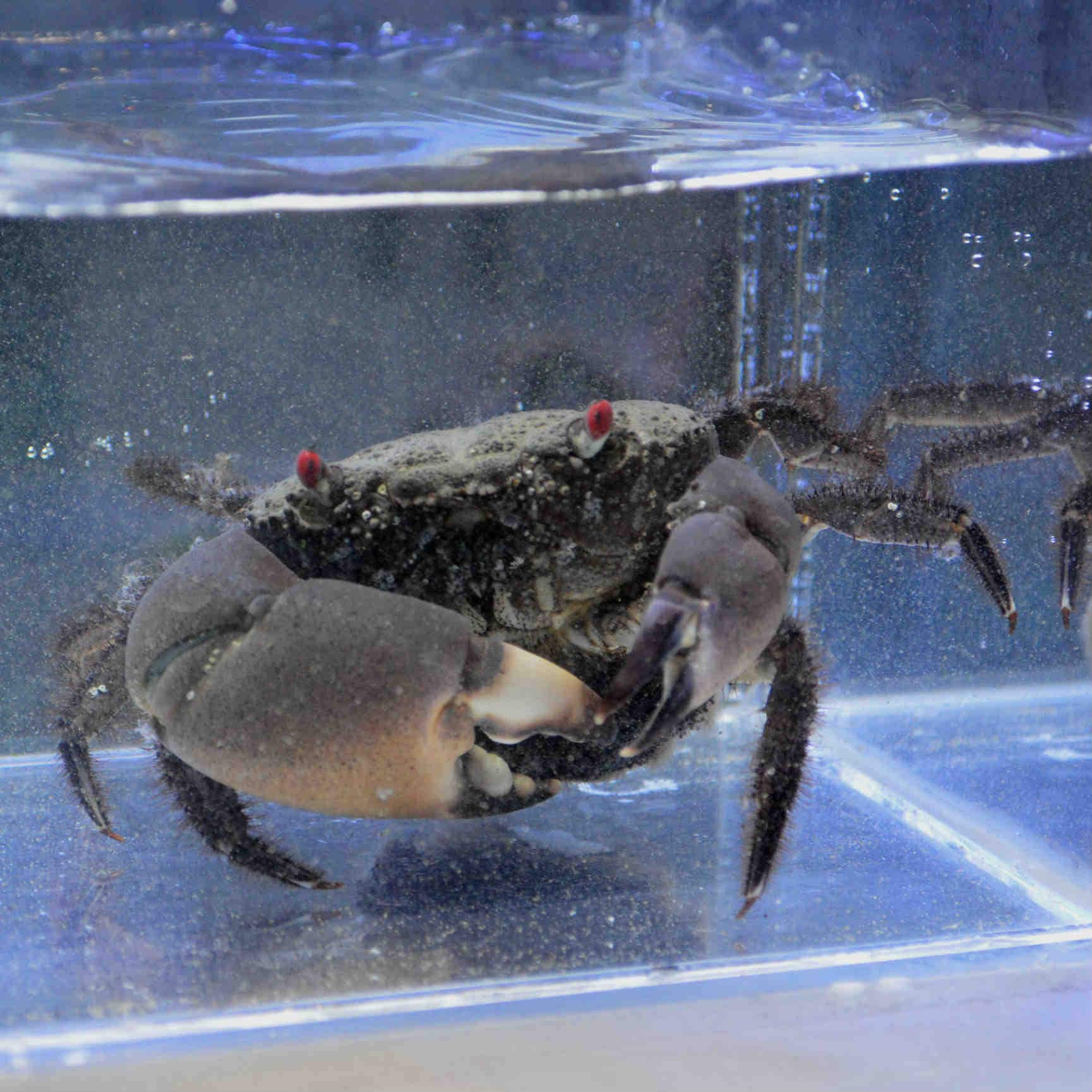 イワオウギガニ 沖縄産 海水魚図鑑 過去入荷 甲殻類 やどかり屋