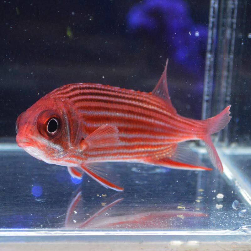 テリエビス【近海産ハンドコート】 | 海水魚図鑑（過去入荷）,海水魚