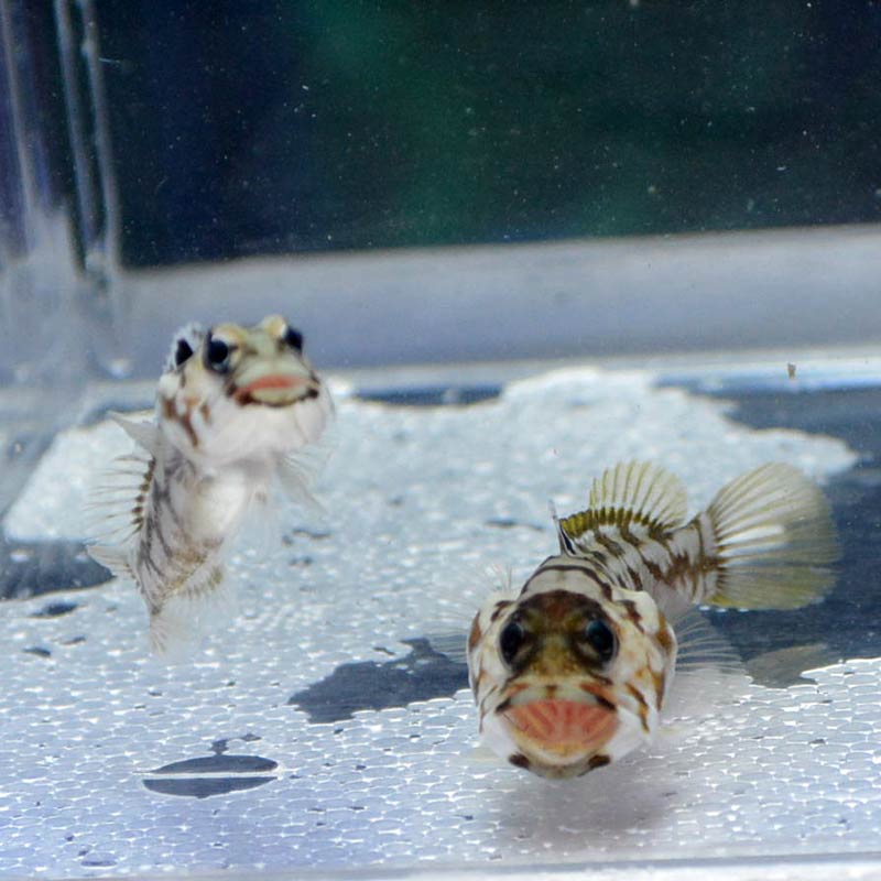 ブラックスポットジョーフィッシュ【インドネシア産】 | 海水魚図鑑