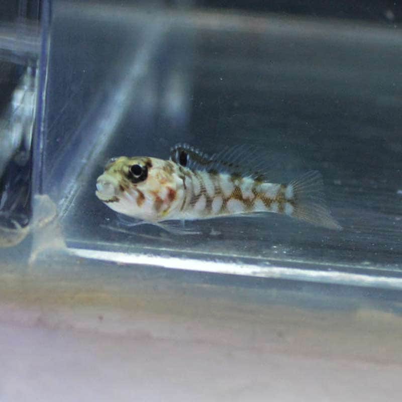 ブラックスポットジョーフィッシュ【インドネシア産】 | 海水魚図鑑